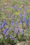 Showy Penstemon in lithosol meadow