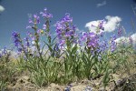 Showy Penstemon low angle against blue sky