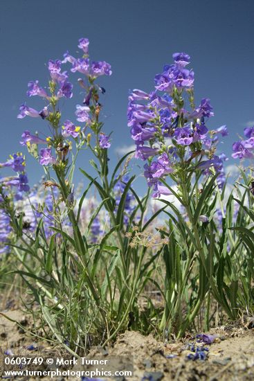 Showy Penstemon low angle against blue sky