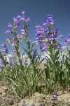 Showy Penstemon low angle against blue sky