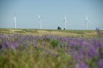 Wind generators on horizon w/ Lupines soft fgnd