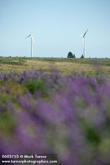 Wind generators on horizon w/ Lupines soft fgnd
