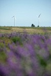 Wind generators on horizon w/ Lupines soft fgnd
