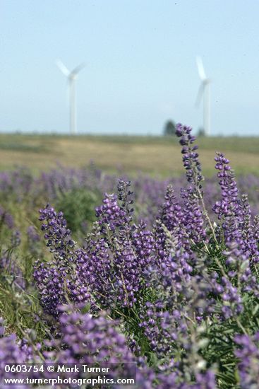 Bingen Lupines w/ wind generators on horizon soft bkgnd