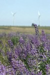 Bingen Lupines w/ wind generators on horizon soft bkgnd