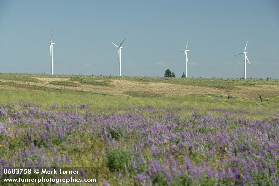 Wind generators on horizon w/ Bingen Lupines soft fgnd
