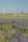Wind generators on horizon w/ Bingen Lupines soft fgnd