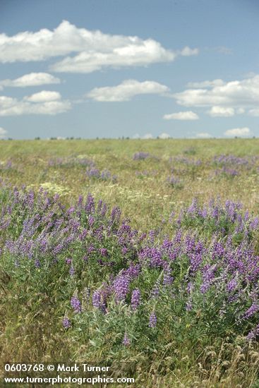 Bingen Lupines in meadow