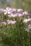 Sticky Phlox