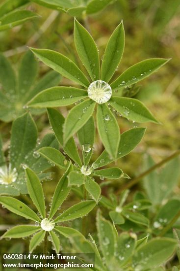 Broadleaf Lupine foliage w/ water droplets