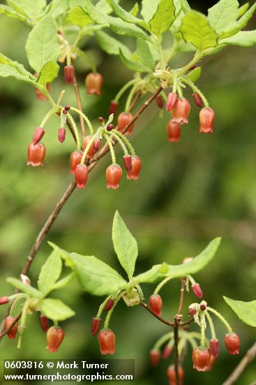 Fool's Huckleberry blossoms & foliage