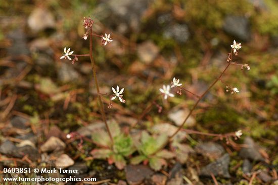 Rusty Saxifrage