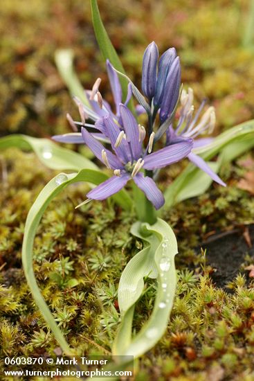 Small Camas among mosses