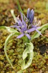 Small Camas among mosses
