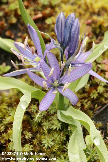 Small Camas among mosses