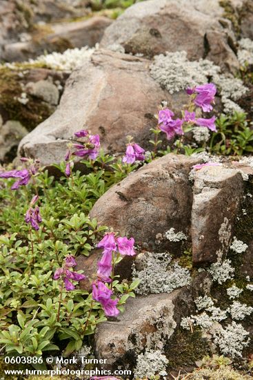 Davidson's Penstemon among basalt blocks w/ mosses & lichens, detail