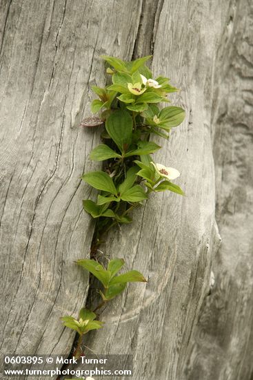 Bunchberry in crack in standing dead tree trunk, detail
