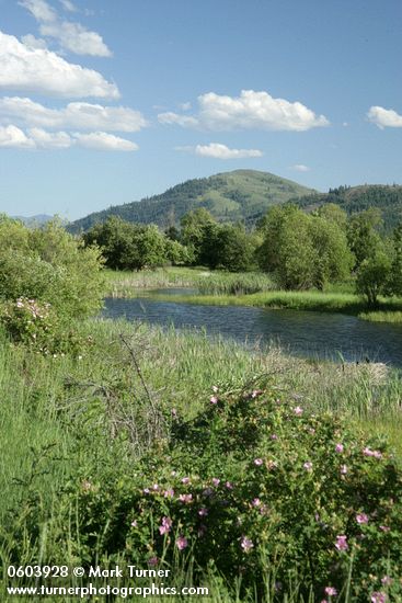 Methow Valley wet meadow w/ Roses fgnd