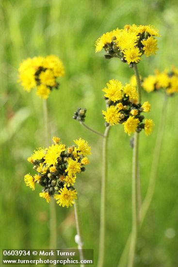 Hound's-tongue Hawkweed blossoms