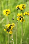 Hound's-tongue Hawkweed blossoms
