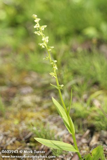 Slender Bog Orchid