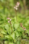 Heart-leaved Pyrola