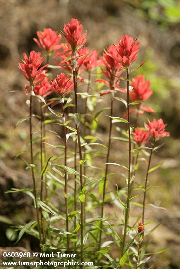 Slender Paintbrush