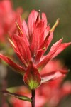 Slender Paintbrush bracts & blossoms detail