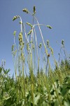 Meadow Alumroot low angle against blue sky
