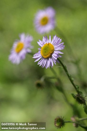 Wandering Daisy blossoms detail