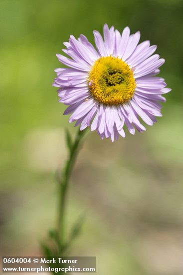 Wandering Daisy blossom detail