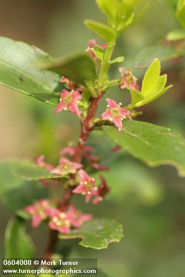 Oregon Boxwood blossoms & foliage detail