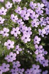 Spreading Phlox blossoms