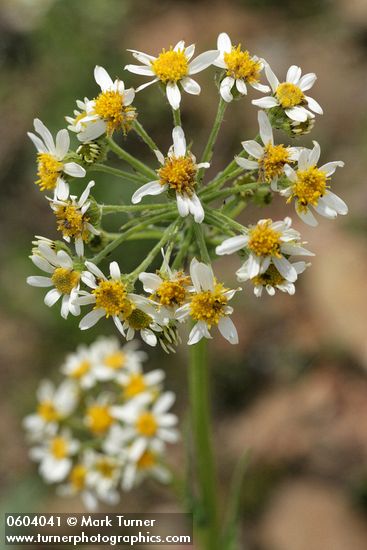 Western Groundsel blossoms