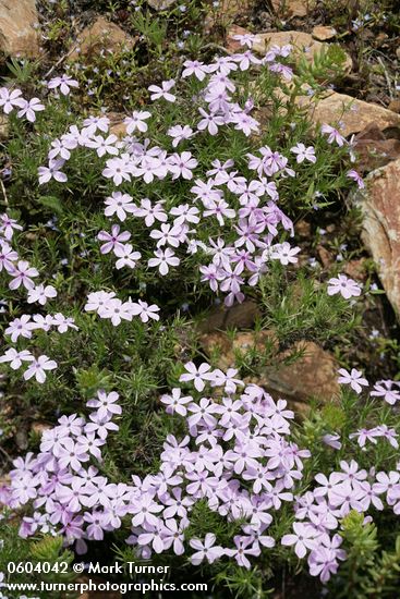 Spreading Phlox