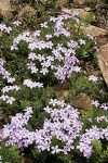Spreading Phlox