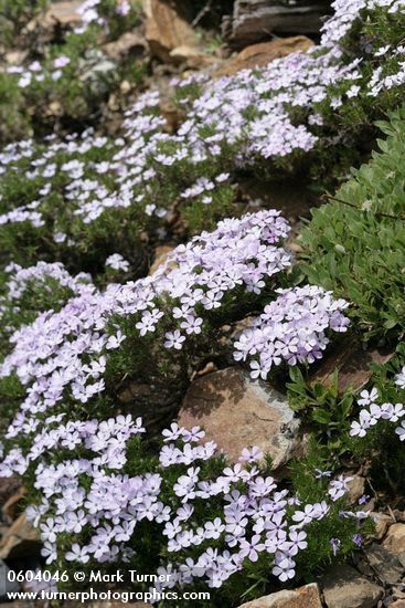 Spreading Phlox