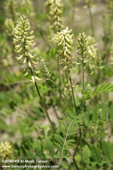 Morton's Locoweed