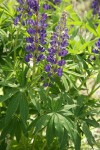 Large-leaved Lupine
