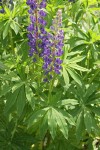 Large-leaved Lupine