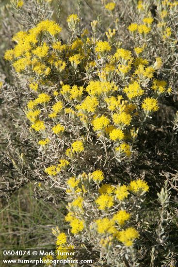 Spineless Horsebrush blossoms & foliage