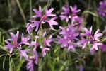 Ragged Robin