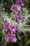Ragged Robin blossoms among Threetip Sagebrush foliage