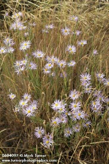 Foothill Daisies among grasses