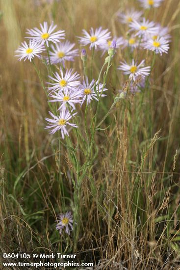 Foothill Daisies