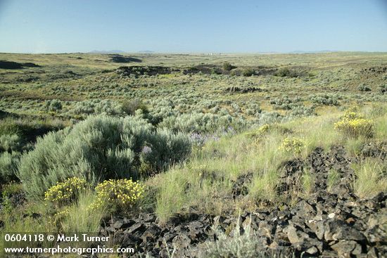 Round-headed Desert Buckwheat, Threetip Sagebrush at edge of dry watercourse