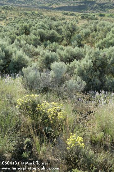 Round-headed Desert Buckwheat, Threetip Sagebrush at edge of dry watercourse