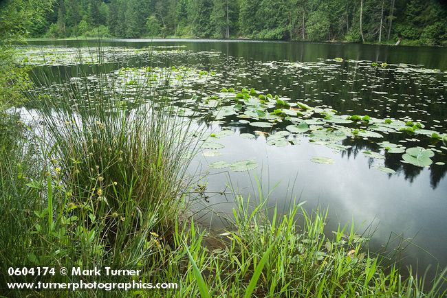 Rushes at edge of Squires Lake