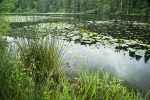 Rushes at edge of Squires Lake