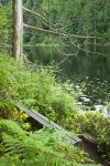 Bench at edge of Squires Lake, framed by Lady Ferns
